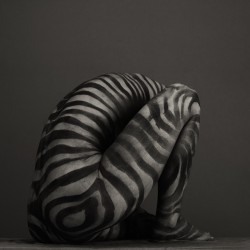 Zebra timida 